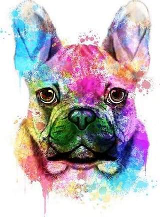 Dipingere con i numeri - Ritratto Di Cane A Colori