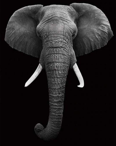 Dipingere con i numeri - Elefante Bianco E Nero
