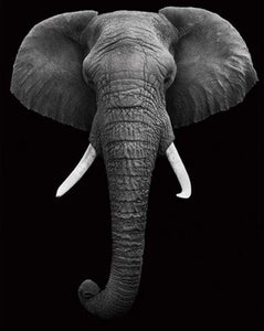 Dipingere con i numeri - Elefante Bianco E Nero