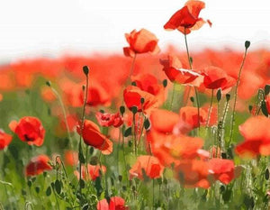 Dipingere con i numeri - Campo Di Papaveri Rossi