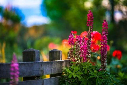 Dipingere con i numeri - Fiore Lungo La Ringhiera