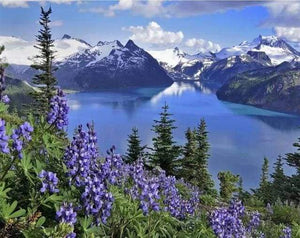 Dipingere con i numeri - Fiori E Montagna