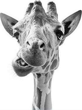 Dipingere con i numeri - Giraffa Divertente