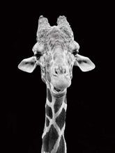 Carica l&#39;immagine nel visualizzatore di Gallery, Dipingere con i numeri - Giraffa Ritratto In Bianco E Nero