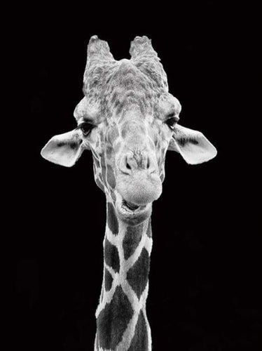 Dipingere con i numeri - Giraffa Ritratto In Bianco E Nero