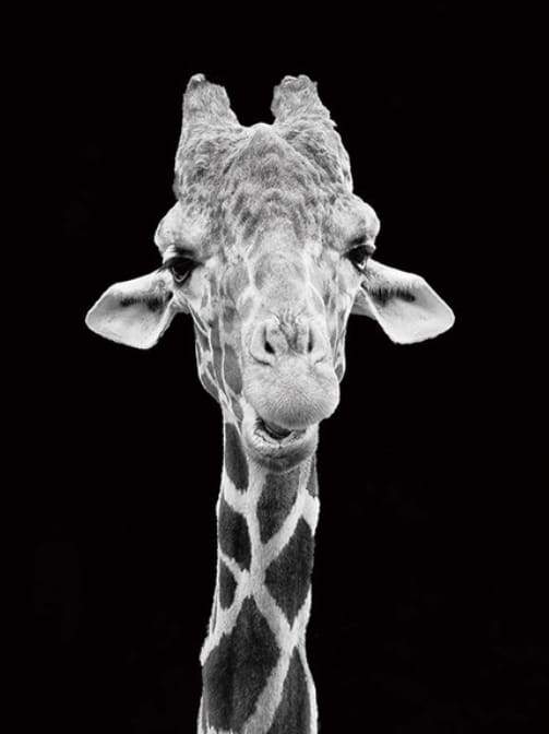 Dipingere con i numeri - Giraffa Ritratto In Bianco E Nero