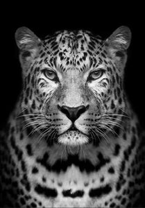 Dipingere con i numeri - Leopardo Grigio