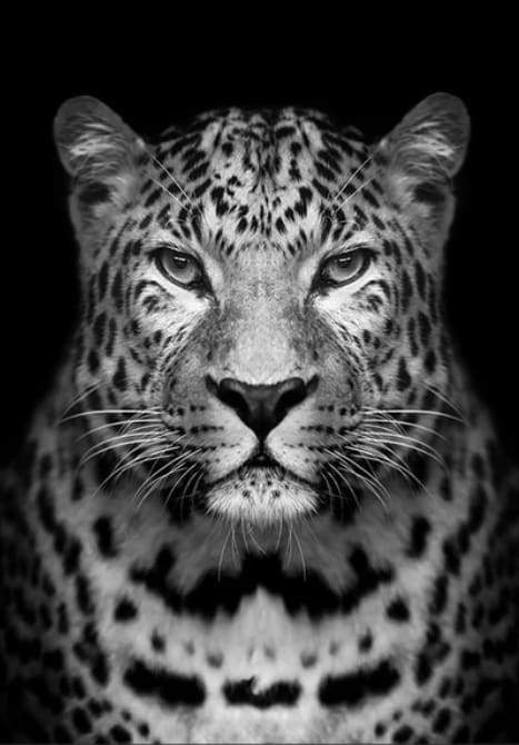 Dipingere con i numeri - Leopardo Grigio
