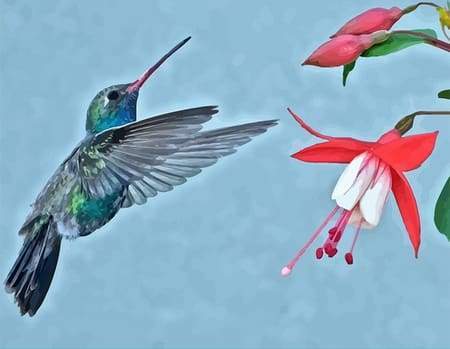 Dipingere con i numeri - Ibisco E Fiori