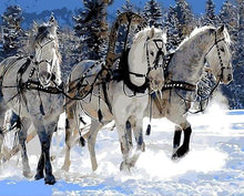 Carica l&#39;immagine nel visualizzatore di Gallery, Dipingere con i numeri - Ballata Di Cavalli Nella Neve
