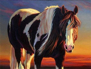 Dipingere con i numeri - Cavallo In Bianco E Nero