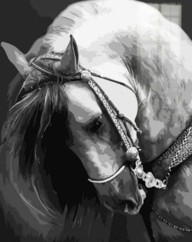 Dipingere con i numeri - Collo Di Cavallo