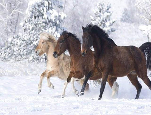 Dipingere con i numeri - Cavalli Nella Neve D'Inverno