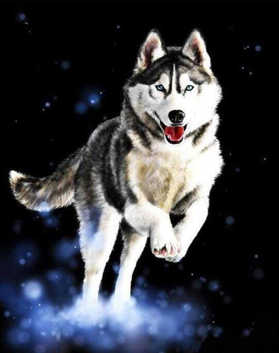 Dipingere con i numeri - Husky