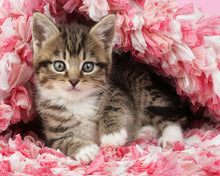 Carica l&#39;immagine nel visualizzatore di Gallery, Dipingere con i numeri Micetto Figured&#39;Art intermedia nuovi arrivi animali gatti fiori