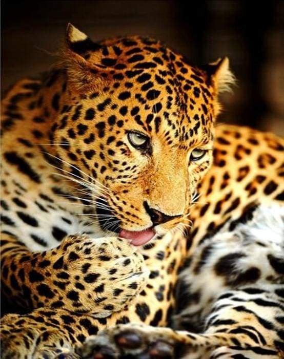 Dipingere con i numeri - Leopardo