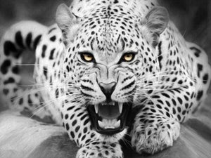 Dipingere con i numeri - Leopardo In Bianco E Nero