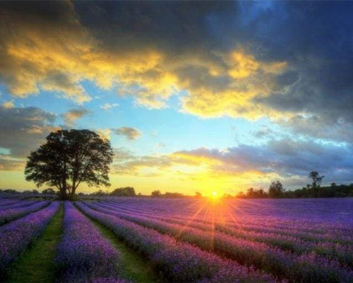 Dipingere con i numeri - Campo E Tramonto Lillà