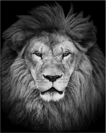 Dipingere con i numeri - Testa Di Leone