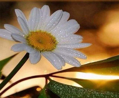 Dipingere con i numeri - Margherite