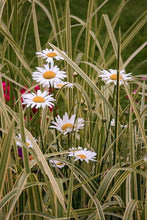 Carica l&#39;immagine nel visualizzatore di Gallery, Dipingere con i numeri - Margherite In Giardino