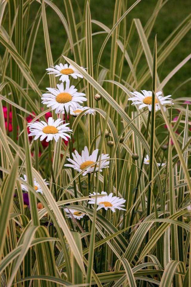 Dipingere con i numeri - Margherite In Giardino