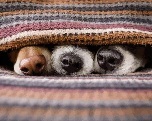 Dipingere con i numeri - I Miei Cani