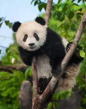 Carica l&#39;immagine nel visualizzatore di Gallery, Dipingere con i numeri - Panda Sull&#39;Albero
