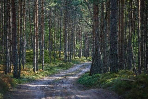 Dipingere con i numeri - Sentiero Nella Foresta