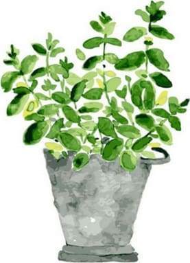 Dipingere con i numeri - Vaso Di Piante