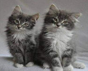 Dipingere con i numeri - Gatti Carini