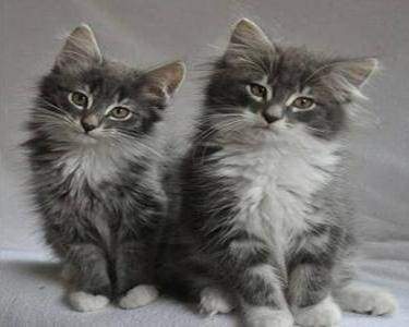 Dipingere con i numeri - Gatti Carini