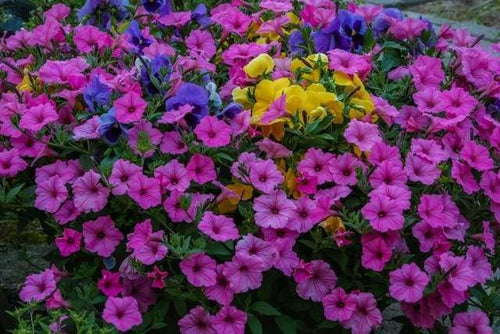 Dipingere con i numeri - Fiori Che Sbocciano Viola