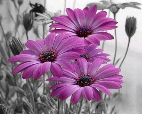 Dipingere con i numeri - Margherite Viola