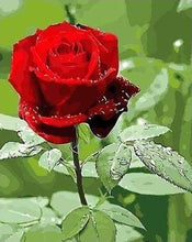 Carica l&#39;immagine nel visualizzatore di Gallery, Dipingere con i numeri - Rosa Rossa E Goccia D&#39;Acqua