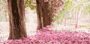 Dipingere con i numeri - Ciliegie Romantiche