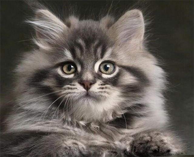 Dipingere con i numeri - Piccolo Gatto