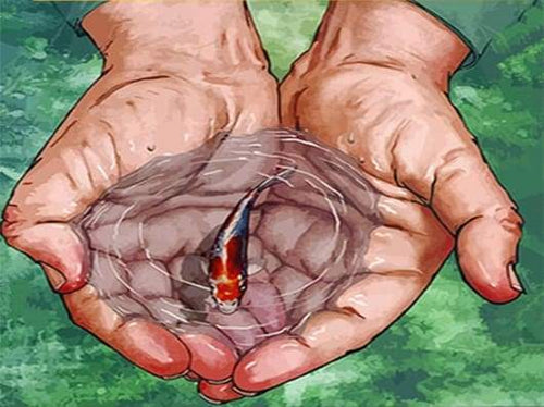 Dipingere con i numeri - Piccolo Pesce