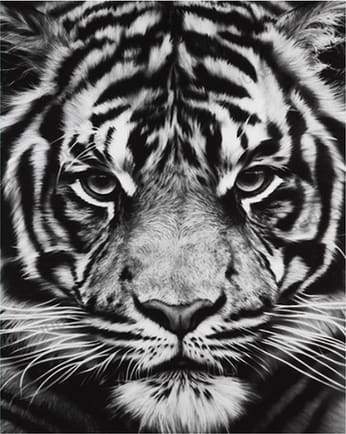 Dipingere con i numeri - Testa Di Tigre In Bianco E Nero