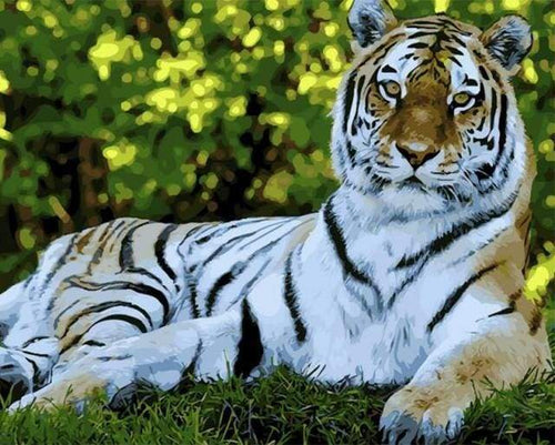 Dipingere con i numeri - Tigre Che Si Rilassa
