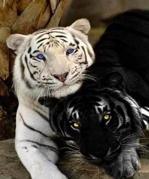 Dipingere con i numeri - Tigri Bianche E Nere