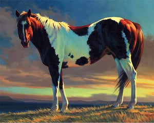 Dipingere con i numeri - Cavallo Bianco E Marrone