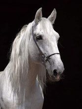 Carica l&#39;immagine nel visualizzatore di Gallery, Dipingere con i numeri - Cavallo Bianco E Sfondo Nero