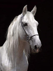 Dipingere con i numeri - Cavallo Bianco E Sfondo Nero