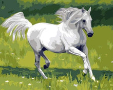 Carica l&#39;immagine nel visualizzatore di Gallery, Dipingere con i numeri - Cavallo Bianco Nel Campo