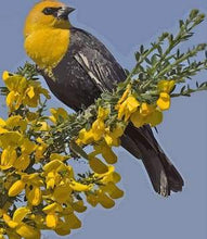 Carica l&#39;immagine nel visualizzatore di Gallery, Dipingere con i numeri - Uccello Giallo