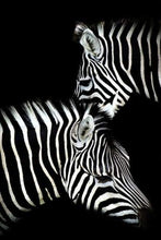 Carica l&#39;immagine nel visualizzatore di Gallery, Dipingere con i numeri - Zebra Bianco E Nero