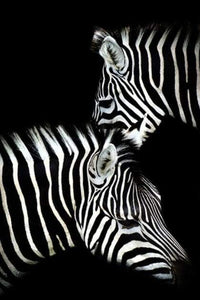 Dipingere con i numeri - Zebra Bianco E Nero