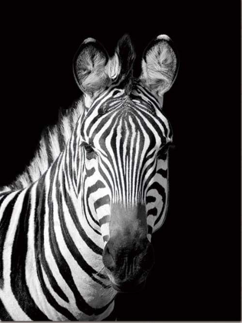Dipingere con i numeri - Muso Di Zebra Bianca E Nera